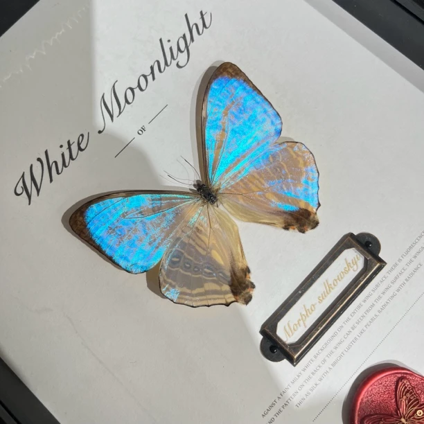 夜明珠闪蝶罕见蝴蝶标本动物中空框装饰画摆件工艺品相框生日礼物