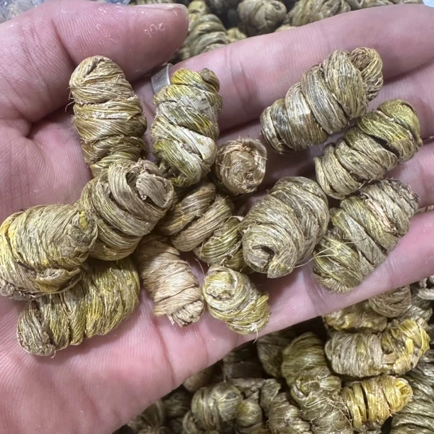 大铁皮【鸡哥鱼胶福利】