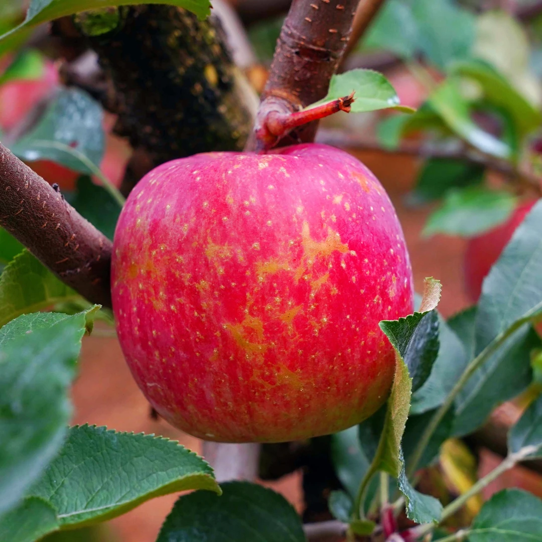 2024大凉山丑苹果冰糖心新鲜水果当季嘎嘣脆爆汁现摘脆甜包邮8斤