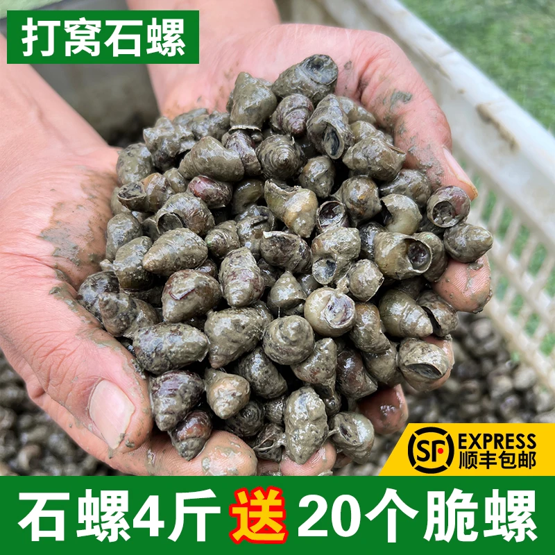 钓鱼螺蛳钓青鱼薄壳黄金脆螺挂钩鱼饵螺鲜活田螺打窝野生小号石螺
