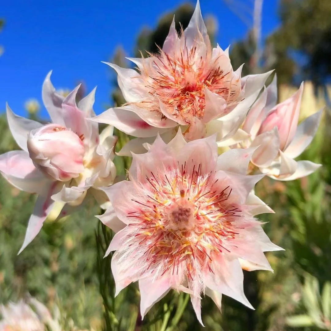 【稀有新娘花】云南鲜花基地直发家用花材顺丰冷链发货