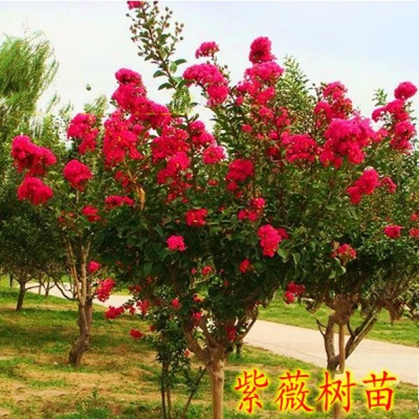 紫薇树苗红花紫薇百日红南北方庭院种植四季绿化工程苗木风景树苗