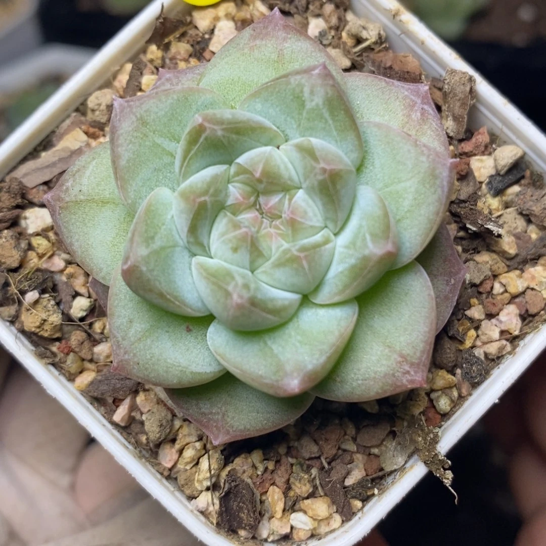 特价福利一物一拍459