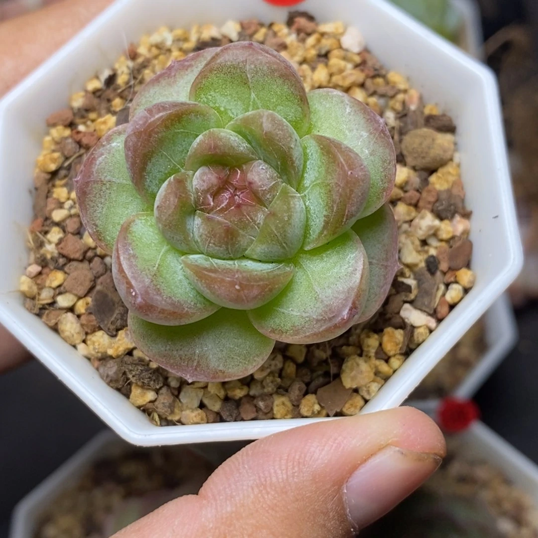 28包邮脱土发货当天凑单183