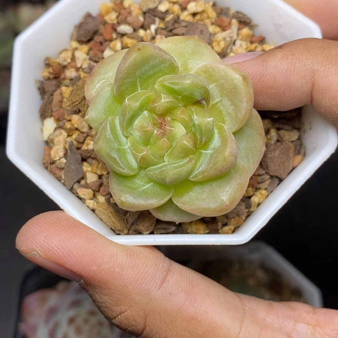 28包邮脱土发货当天凑单256