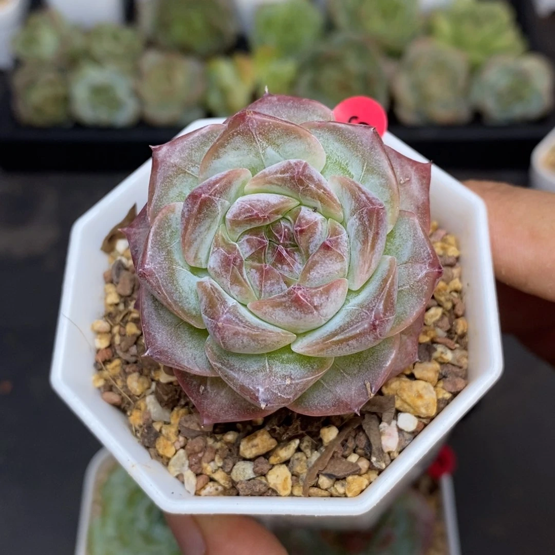 28包邮脱土发货当天凑单6