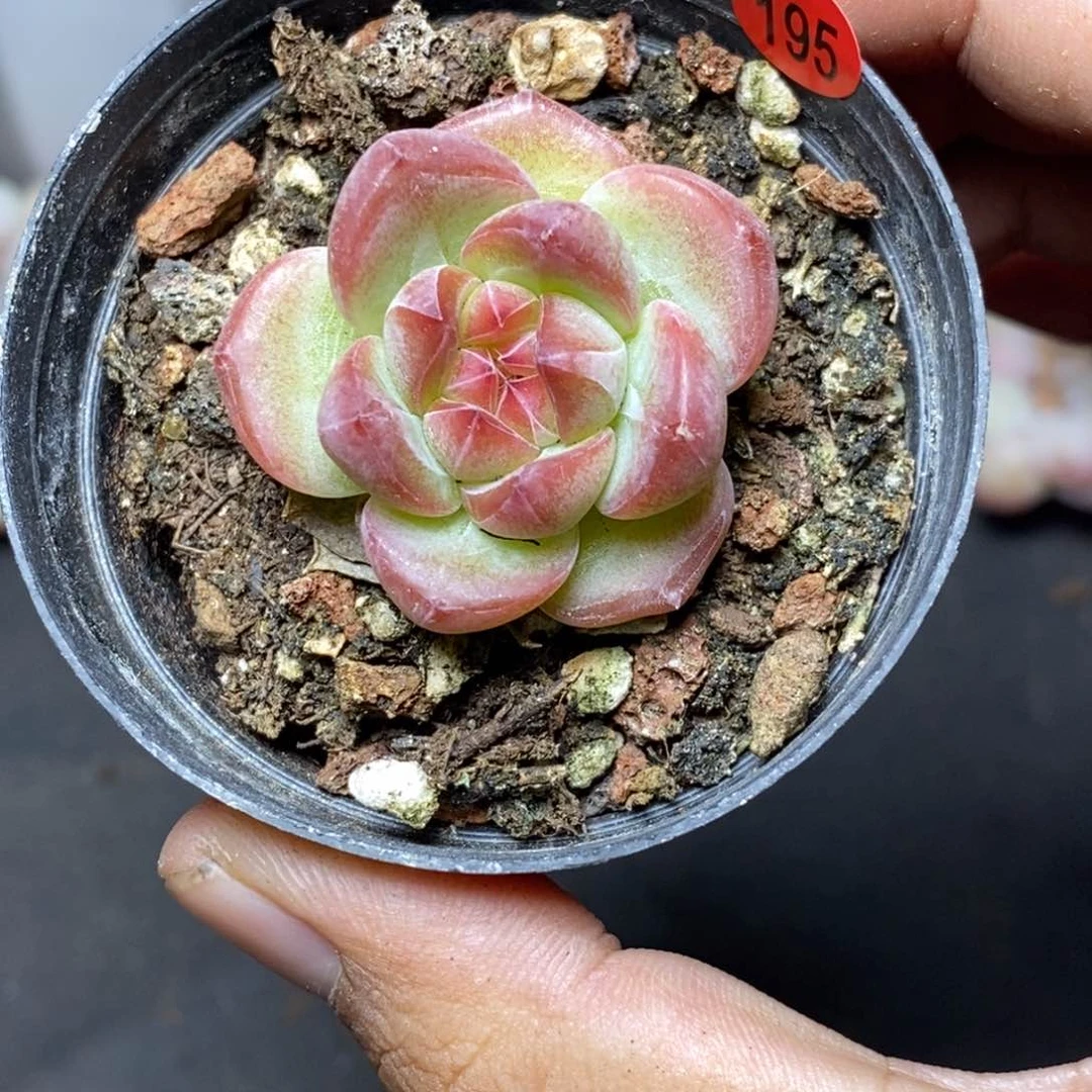 28包邮脱土发货当天凑单195