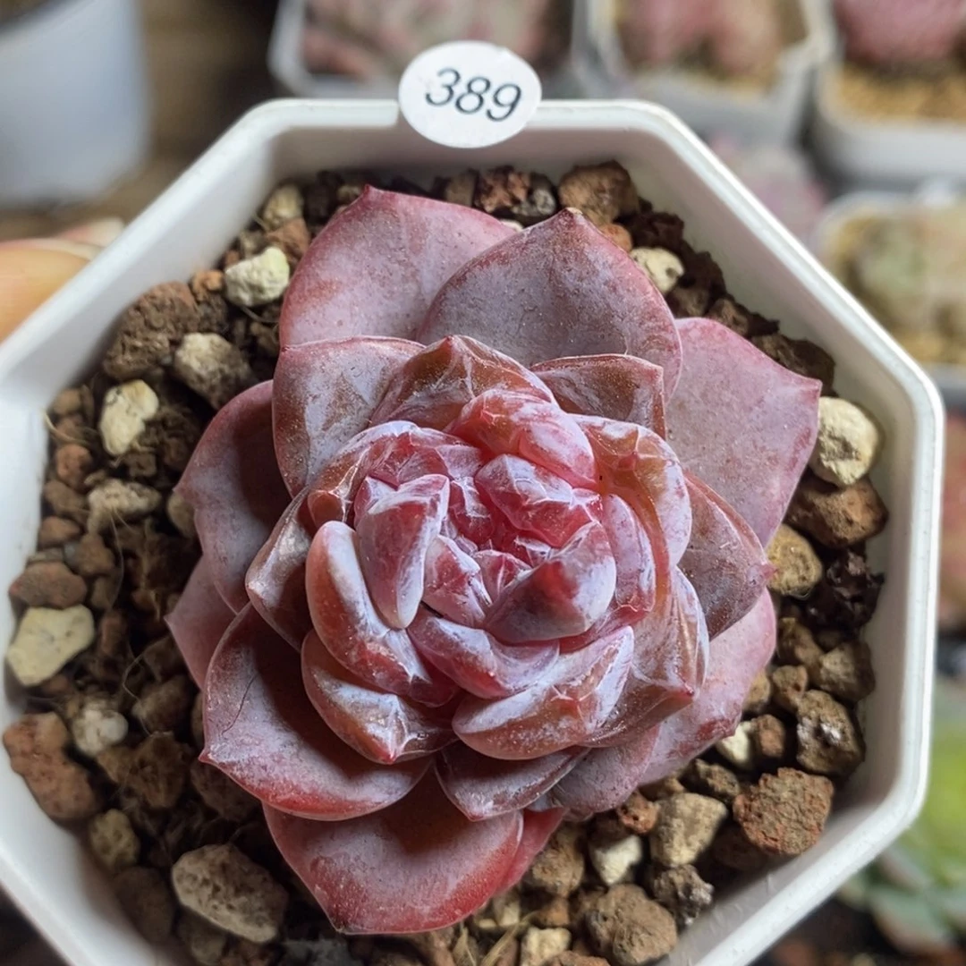 肉肉28块包邮w y c389