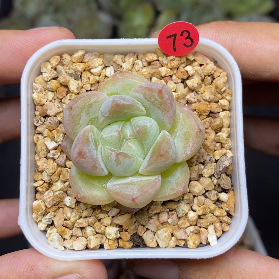 28包邮脱土发货当天凑单73