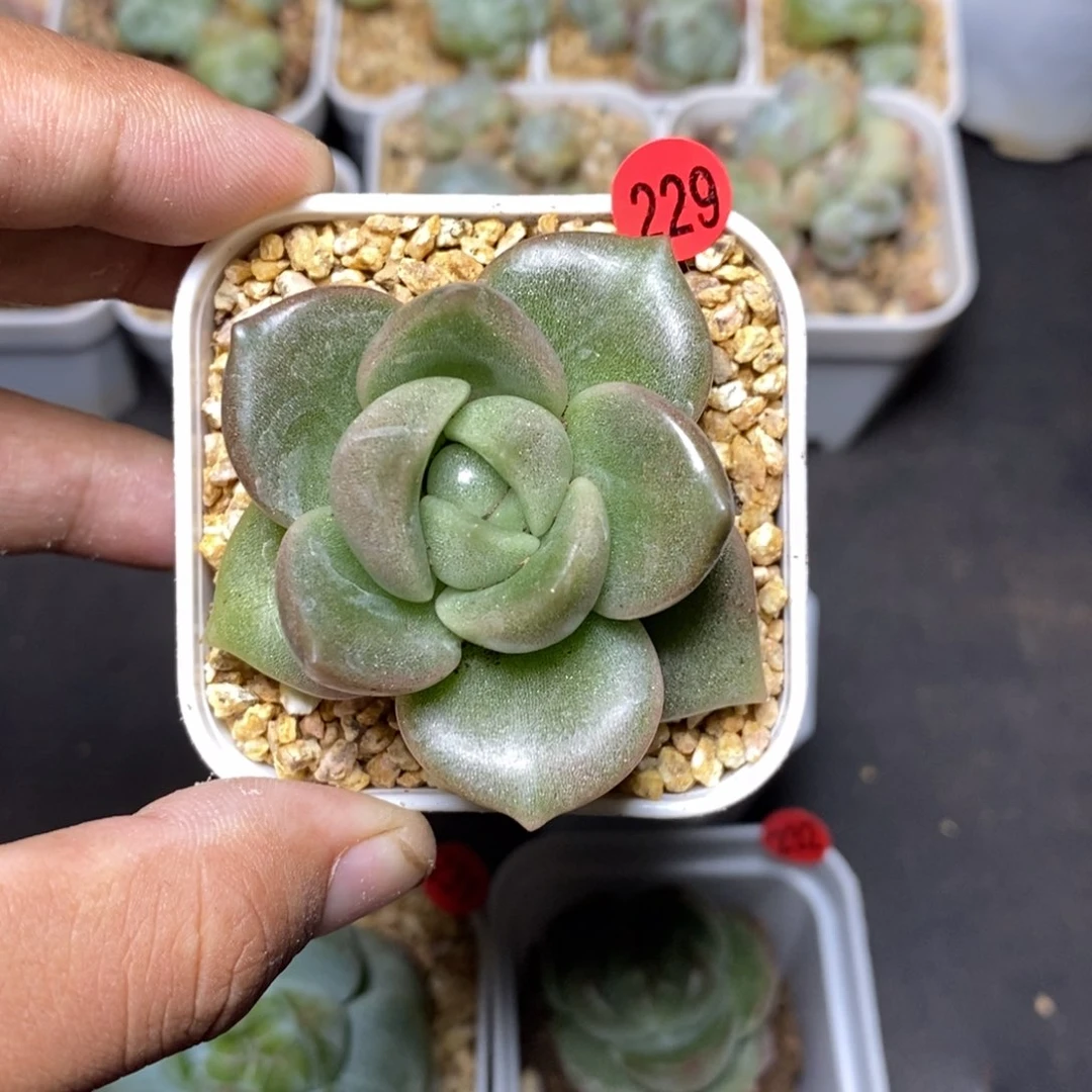 28包邮脱土发货当天凑单229