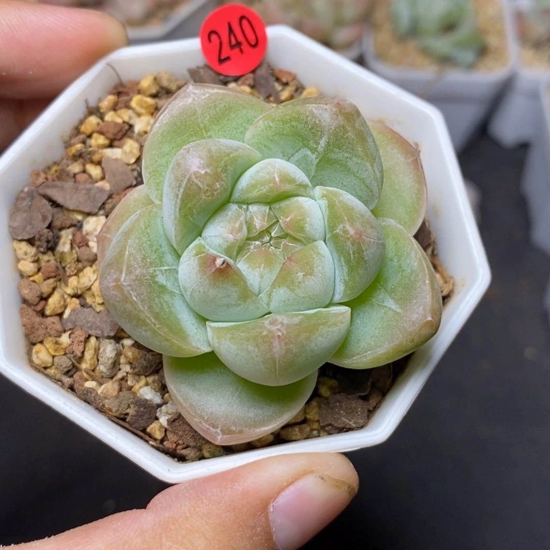 28包邮脱土发货当天凑单240