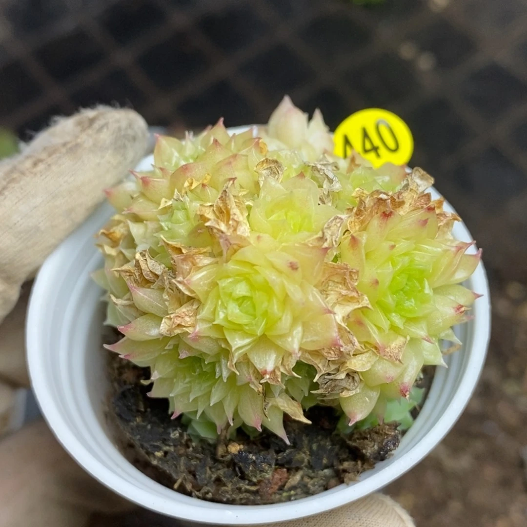 9.9包邮一物一拍脱土发货440