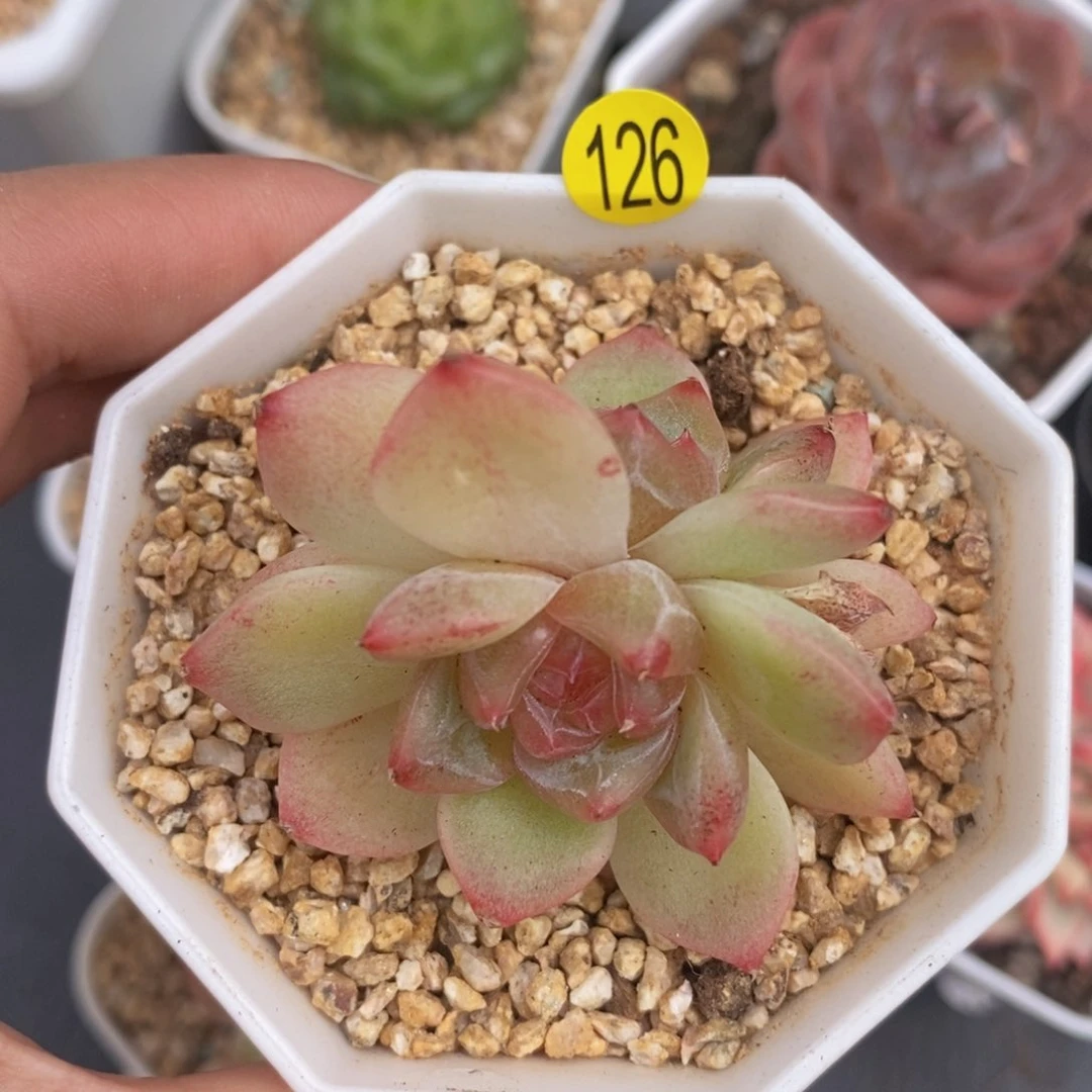 28块钱脱土发货YZQ126