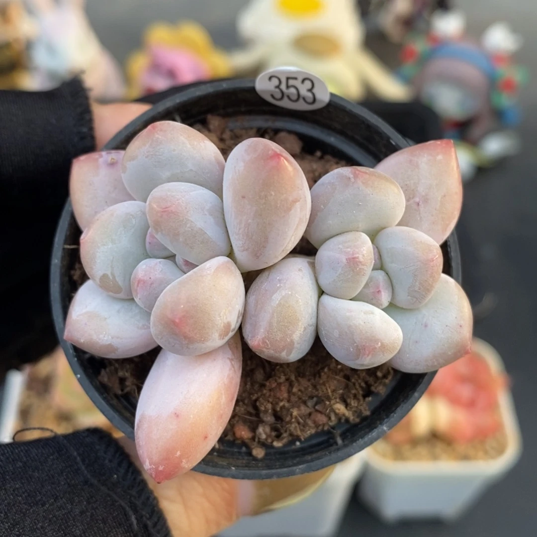 满28包邮一物一拍LI353