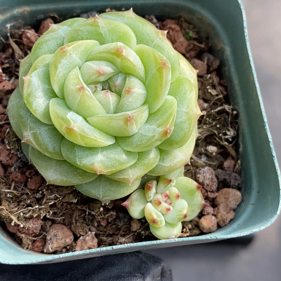 满28包邮脱土洛根发货JY白2