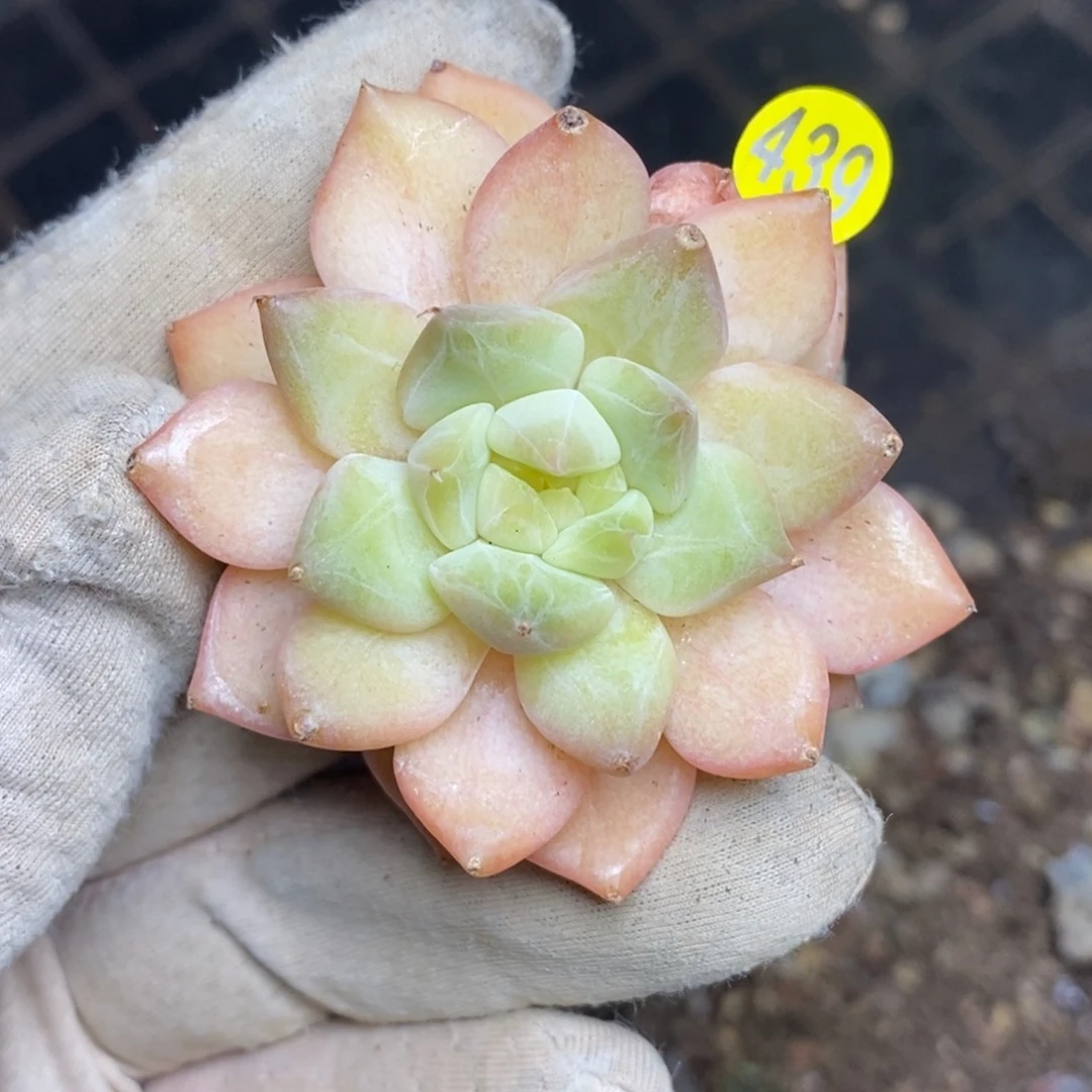 上***茄9.9包邮一物一拍脱土发货439