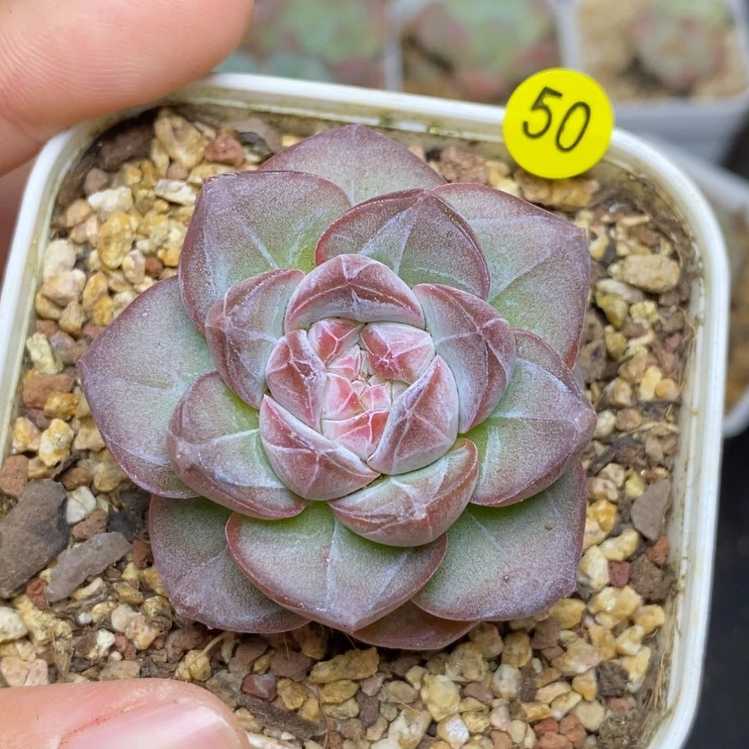 28包邮脱土发货当天凑单A50