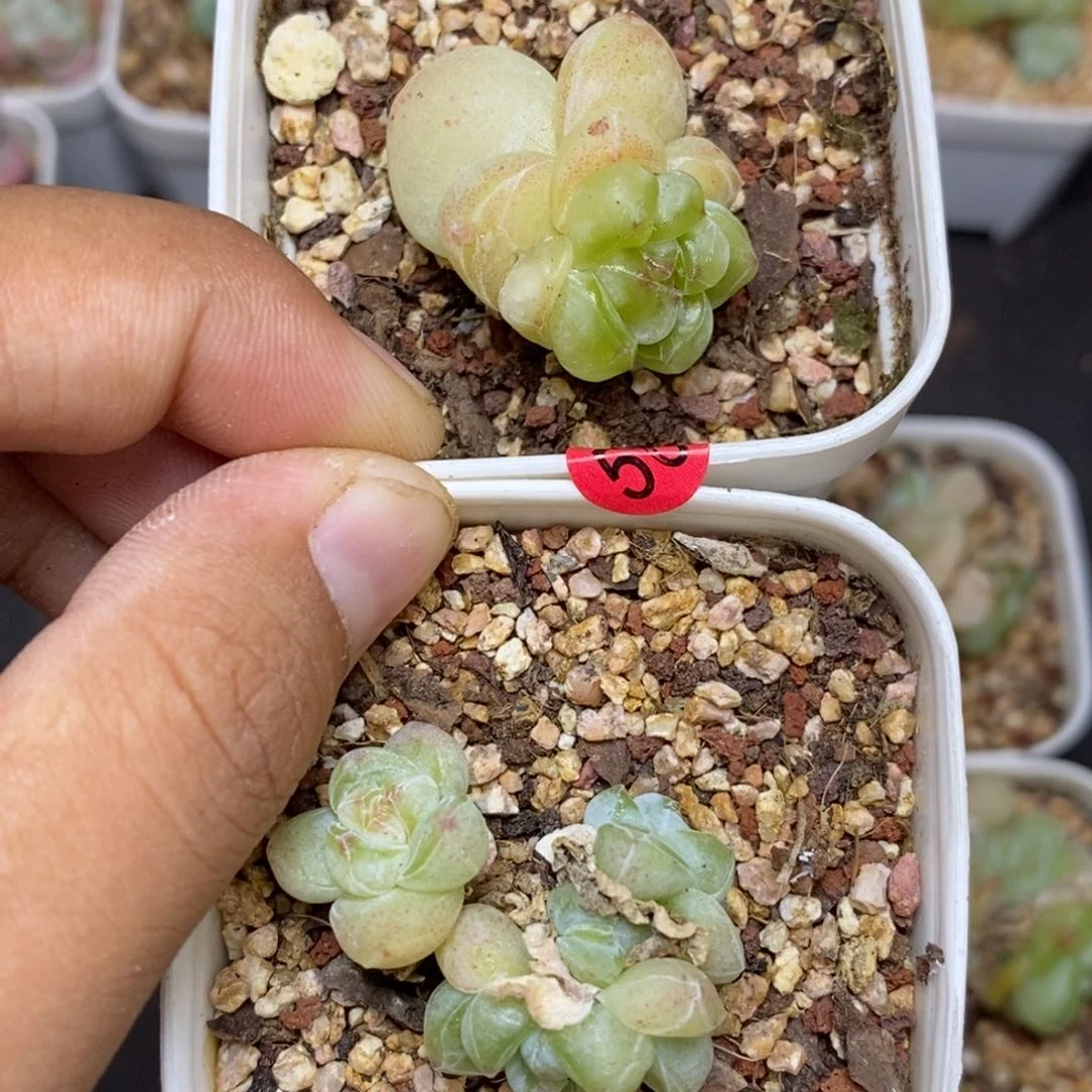 h**o28包邮脱土发货当天凑单50两颗