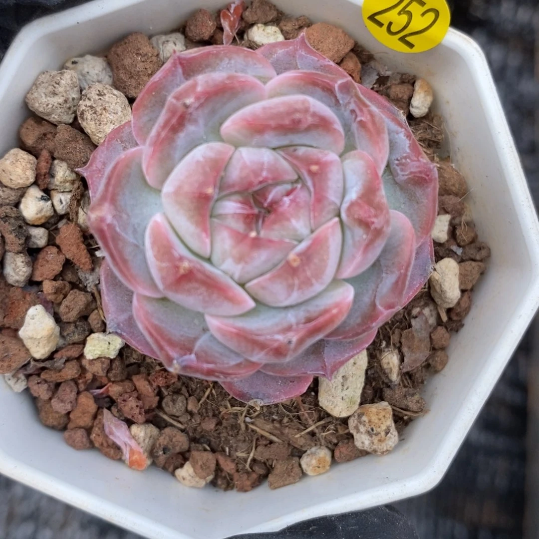 满28包邮脱土洛根发货J Y252