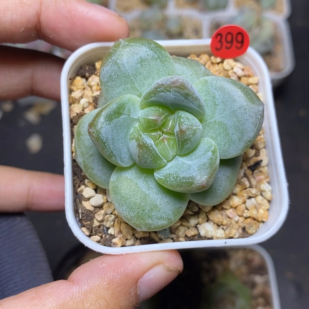 28包邮脱土发货当天凑单399