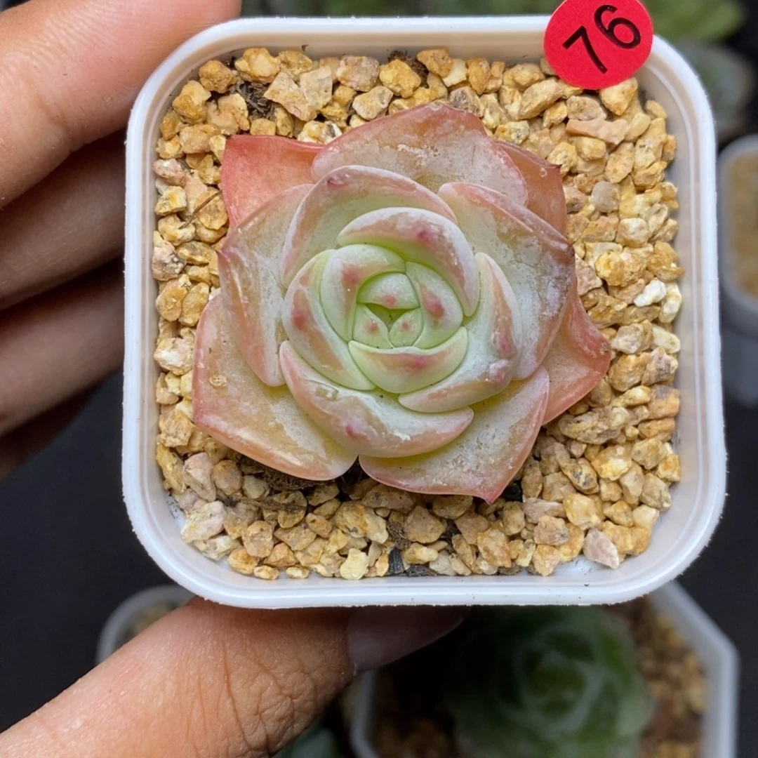 28包邮脱土发货当天凑单76
