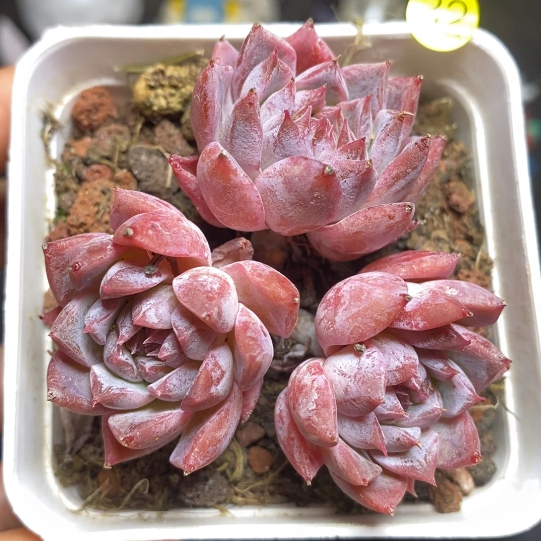 28元包邮脱土发货XL32