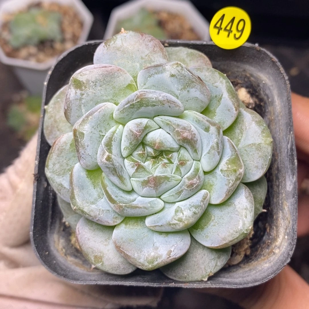 特价福利一物一拍449
