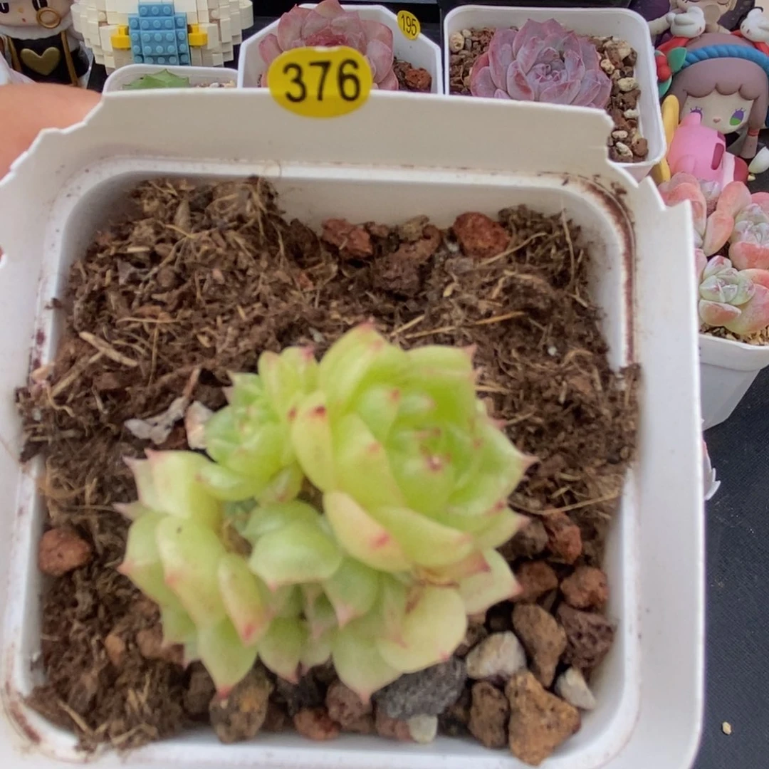 28脱土包邮ＷＹC376