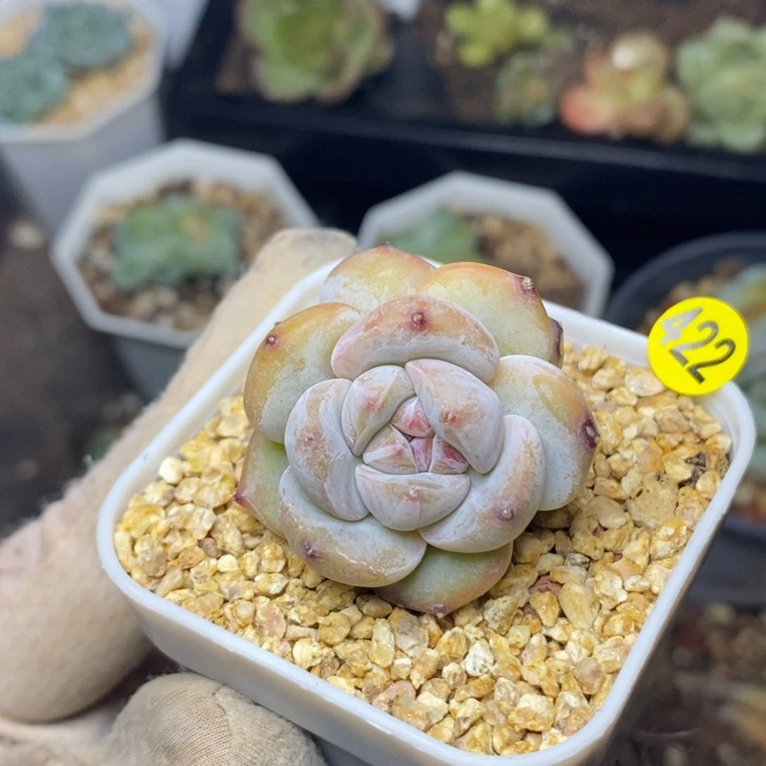 特价福利一物一拍422