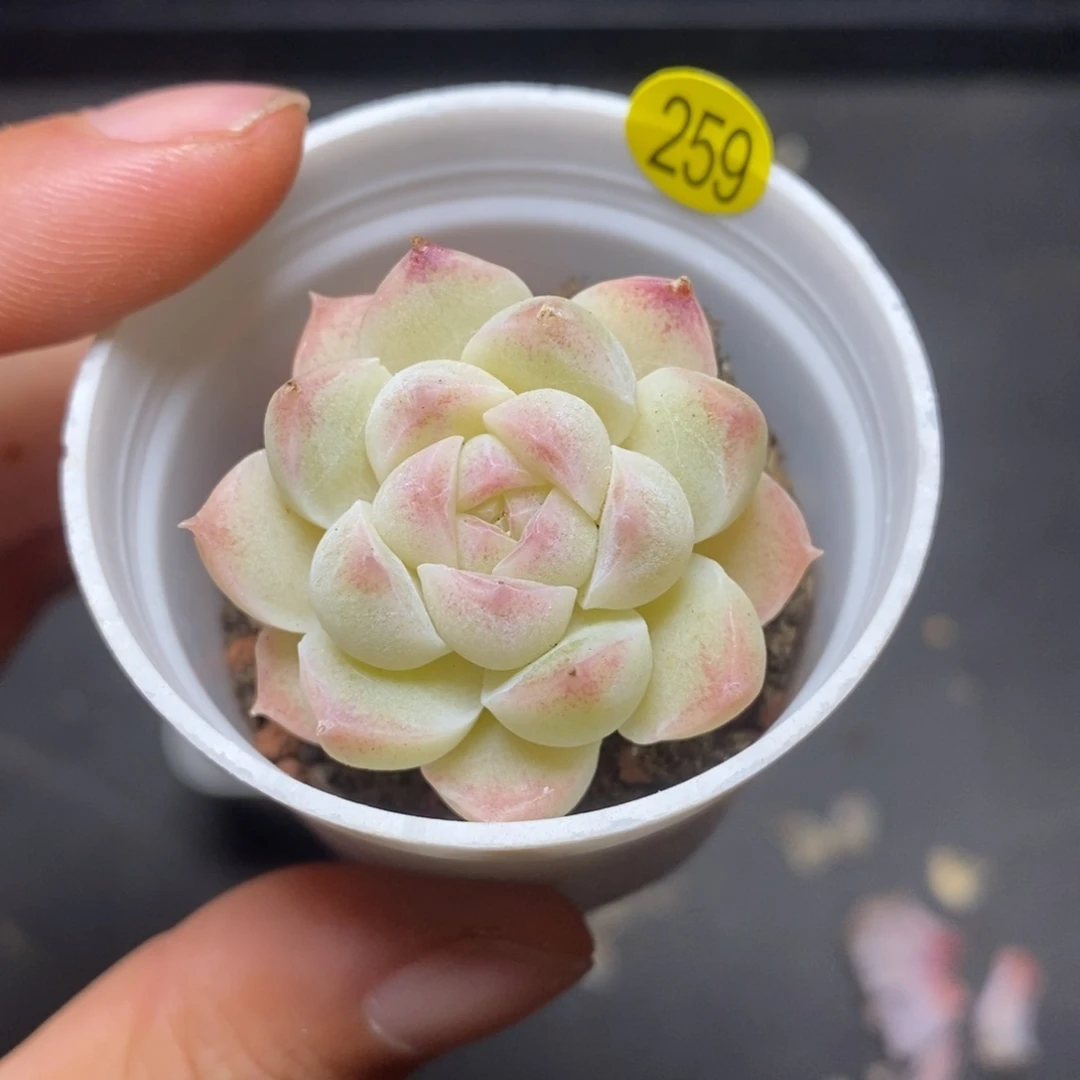 28元包邮脱土发货MZ259