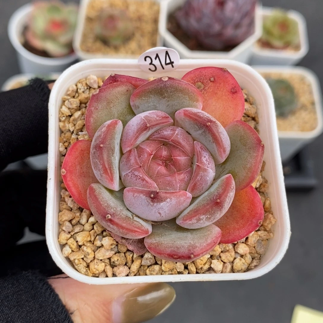 满28包邮一物一拍LI314