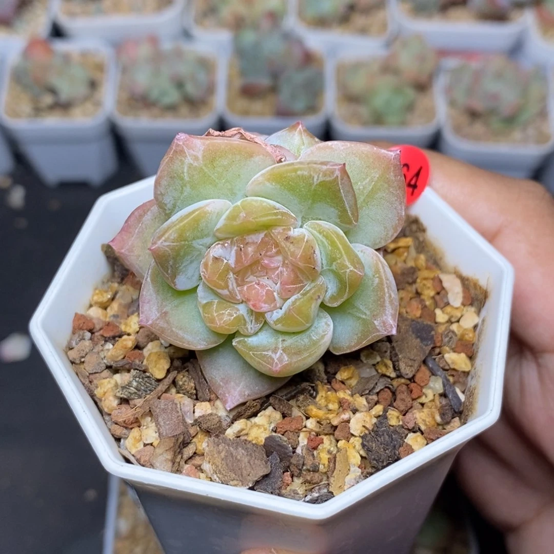 28包邮脱土发货当天凑单A264