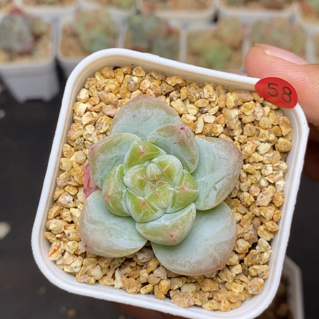 28包邮脱土发货当天凑单58