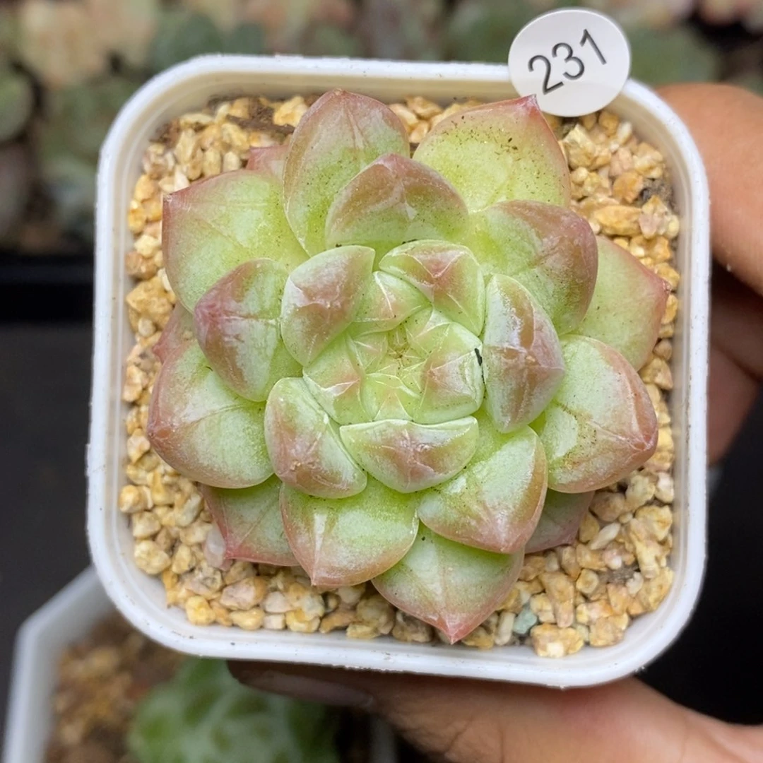 28包邮脱土发货当天凑单231