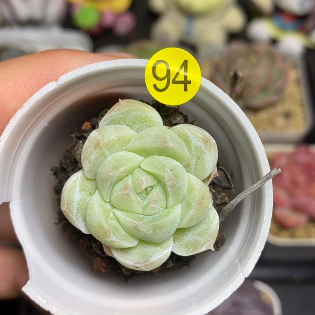 28元包邮脱土发货XL94