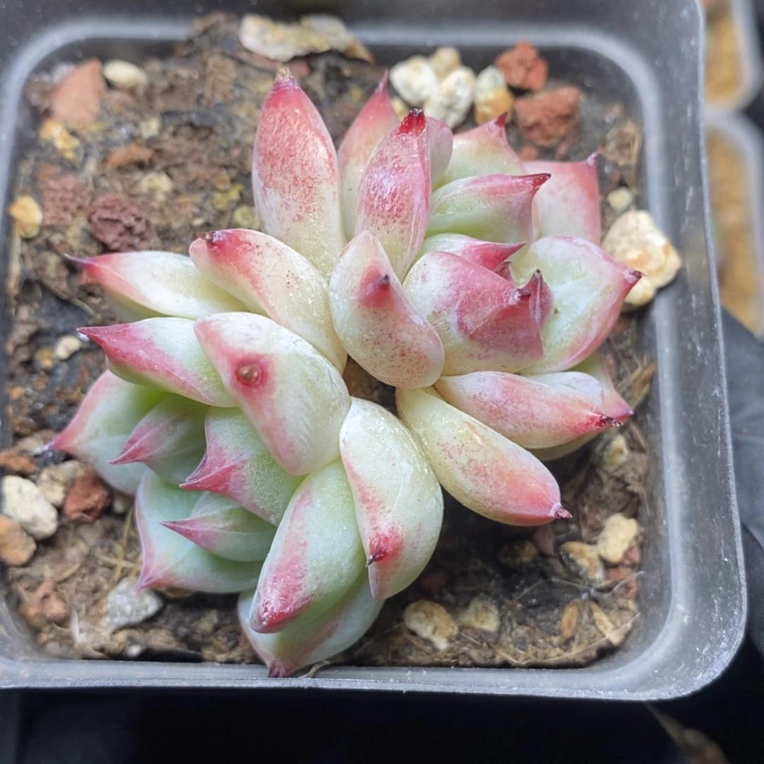 28包邮脱土发货XL103