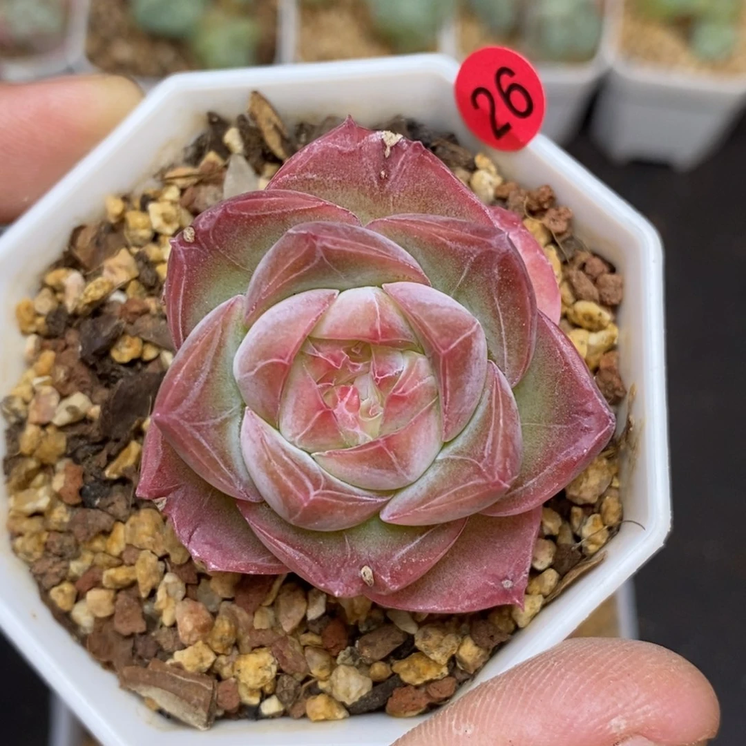 28包邮脱土发货当天凑单26