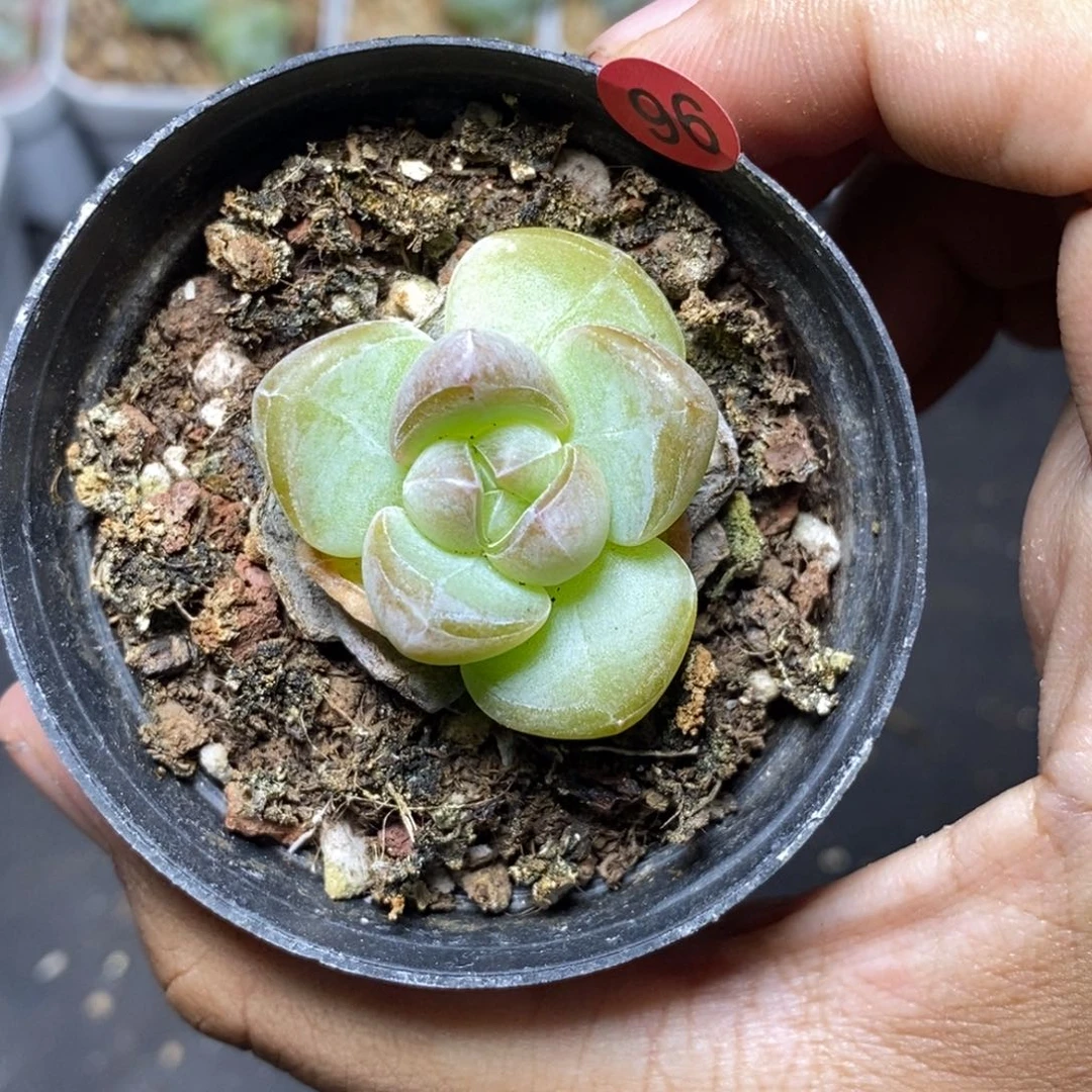 28包邮脱土发货当天凑单96