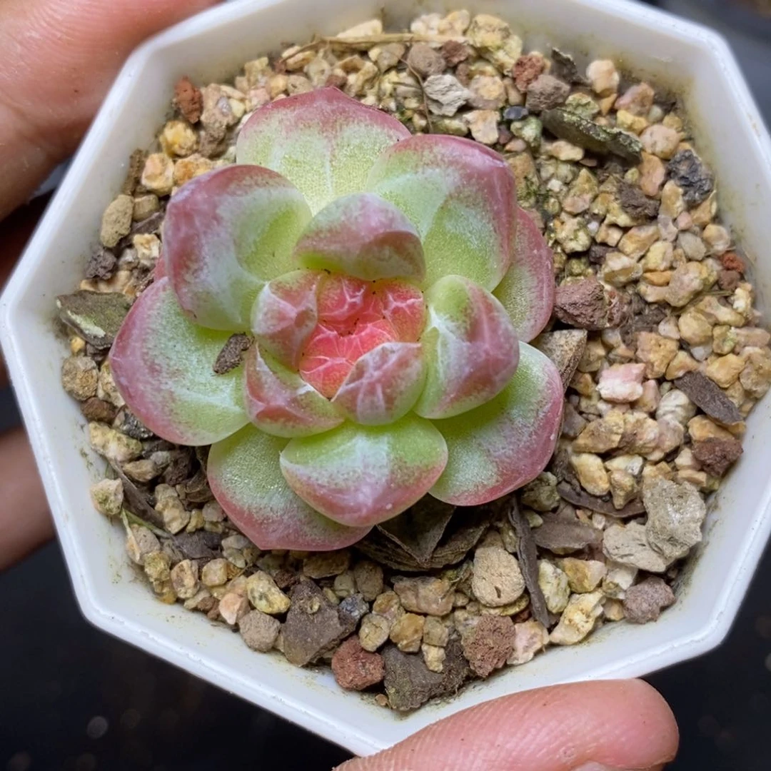 28包邮脱土发货当天凑单132