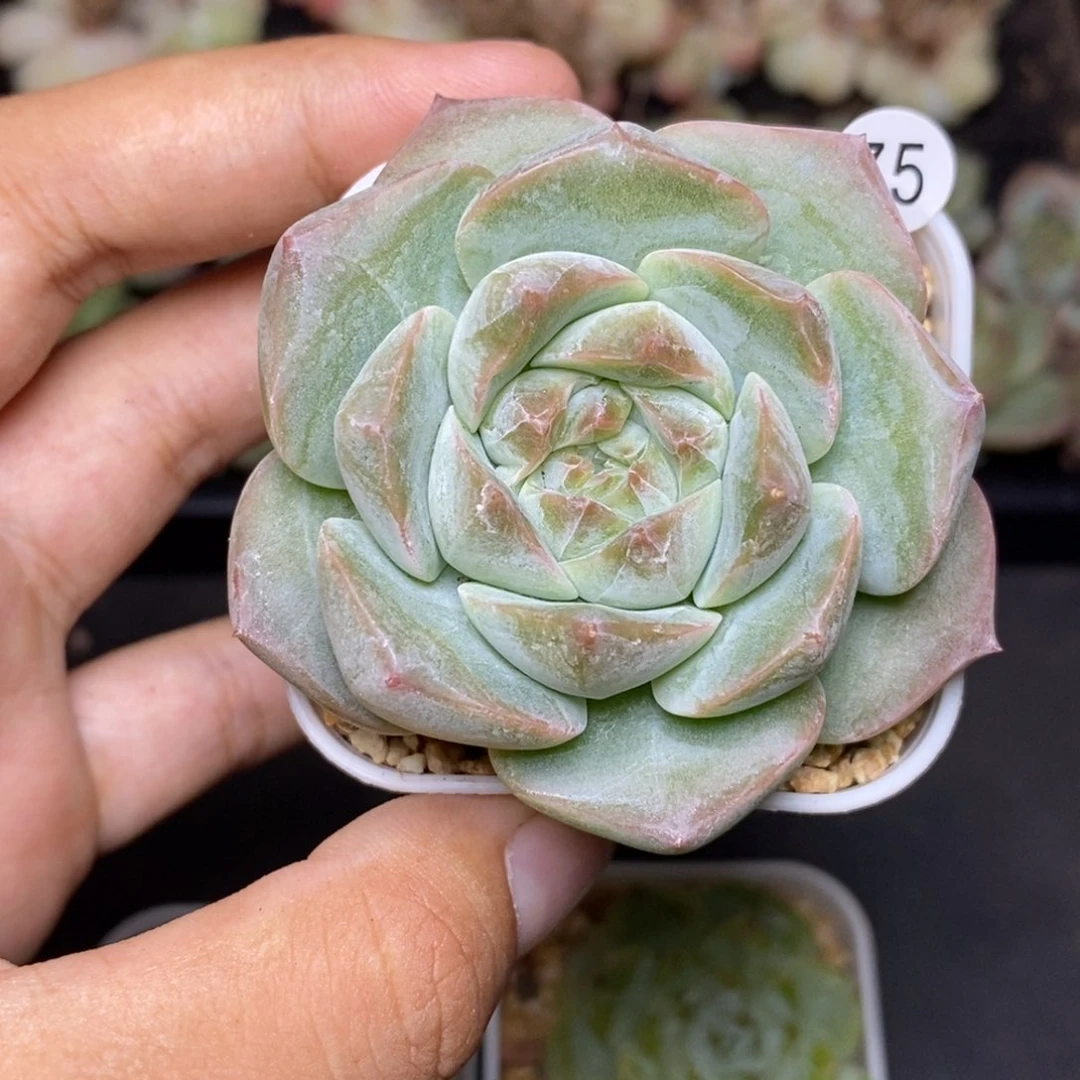 28包邮脱土发货当天凑单75