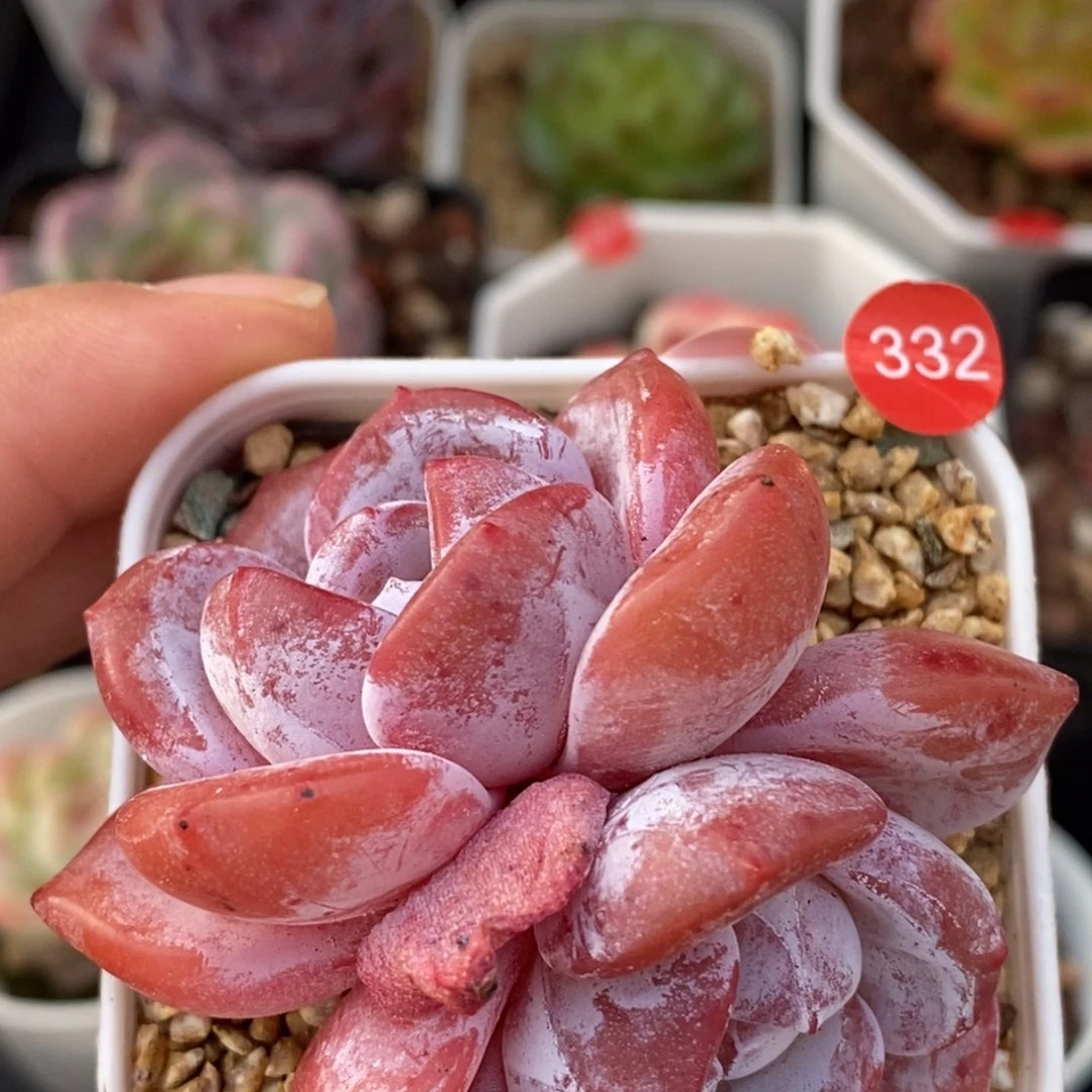 28脱土包邮w y c 332