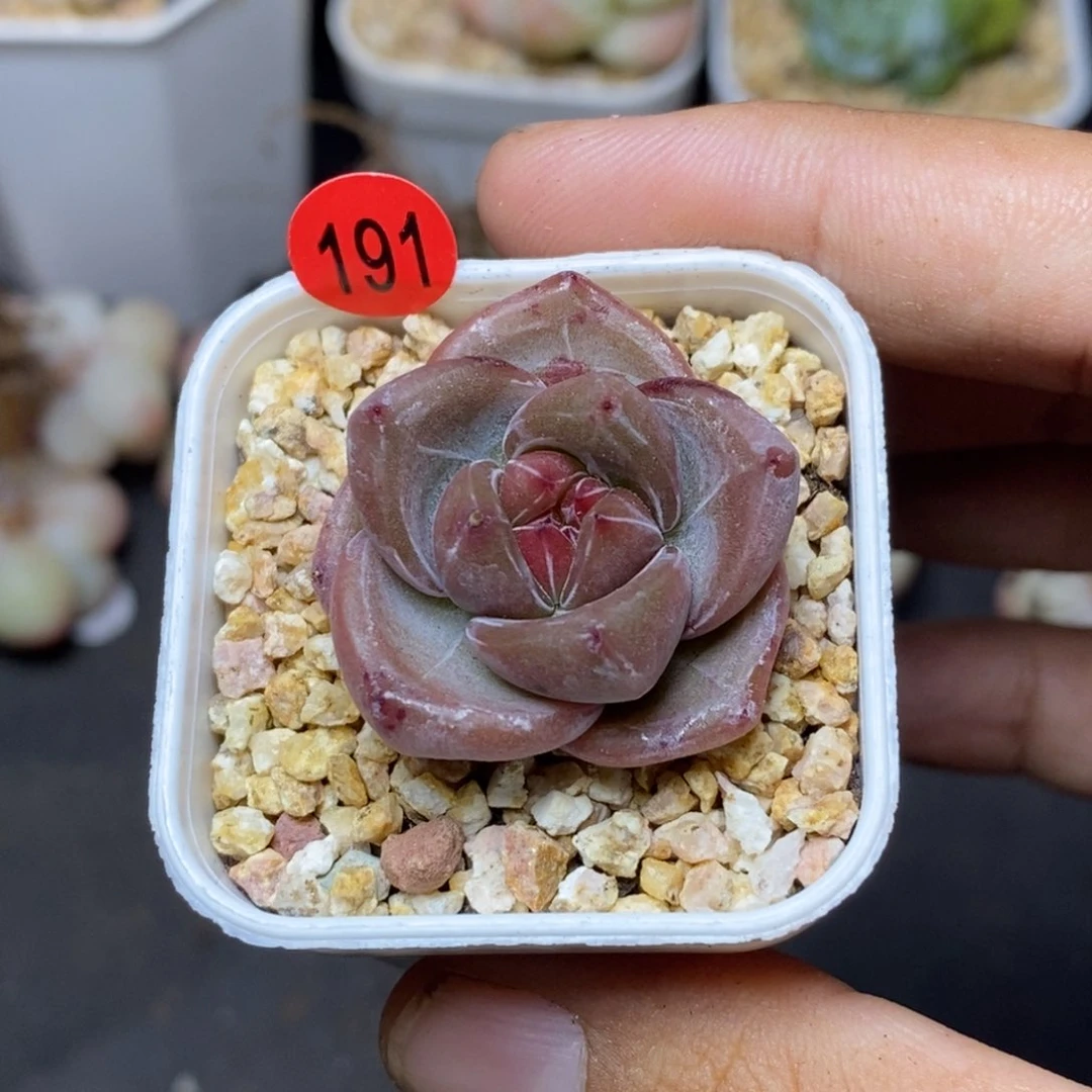 28包邮脱土发货当天凑单191