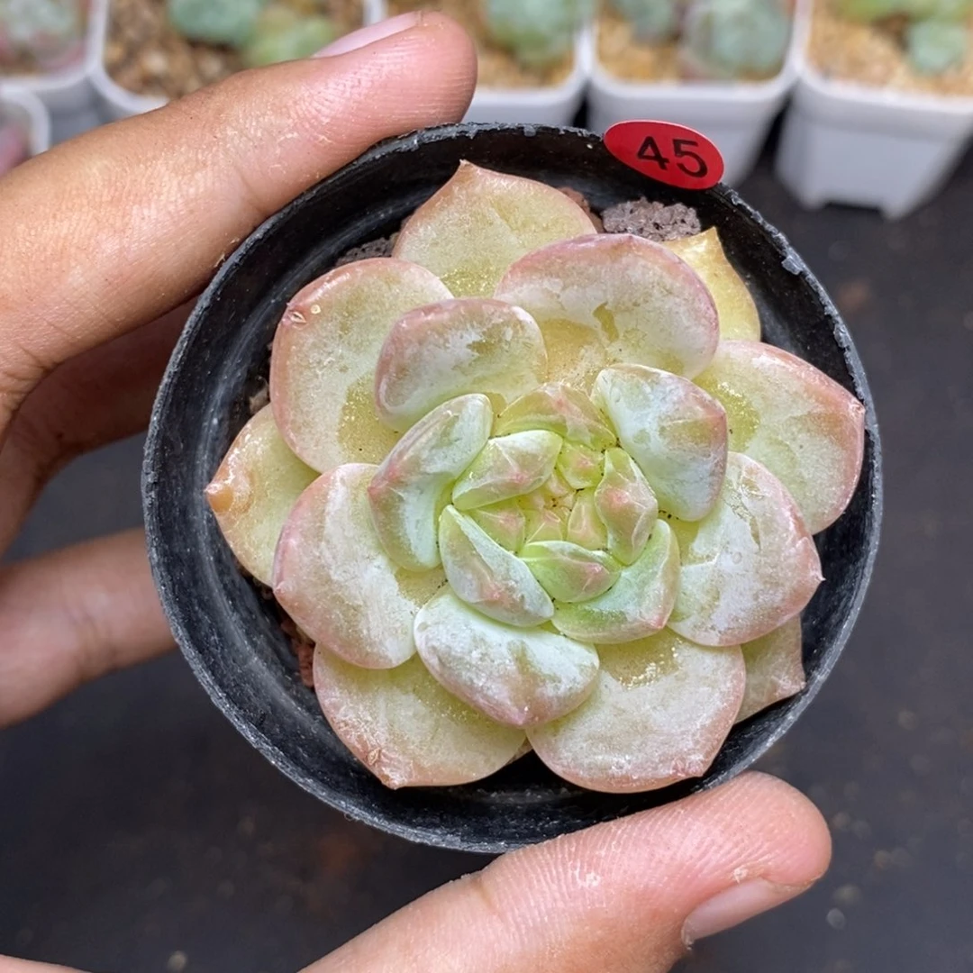 28包邮脱土发货当天凑单45