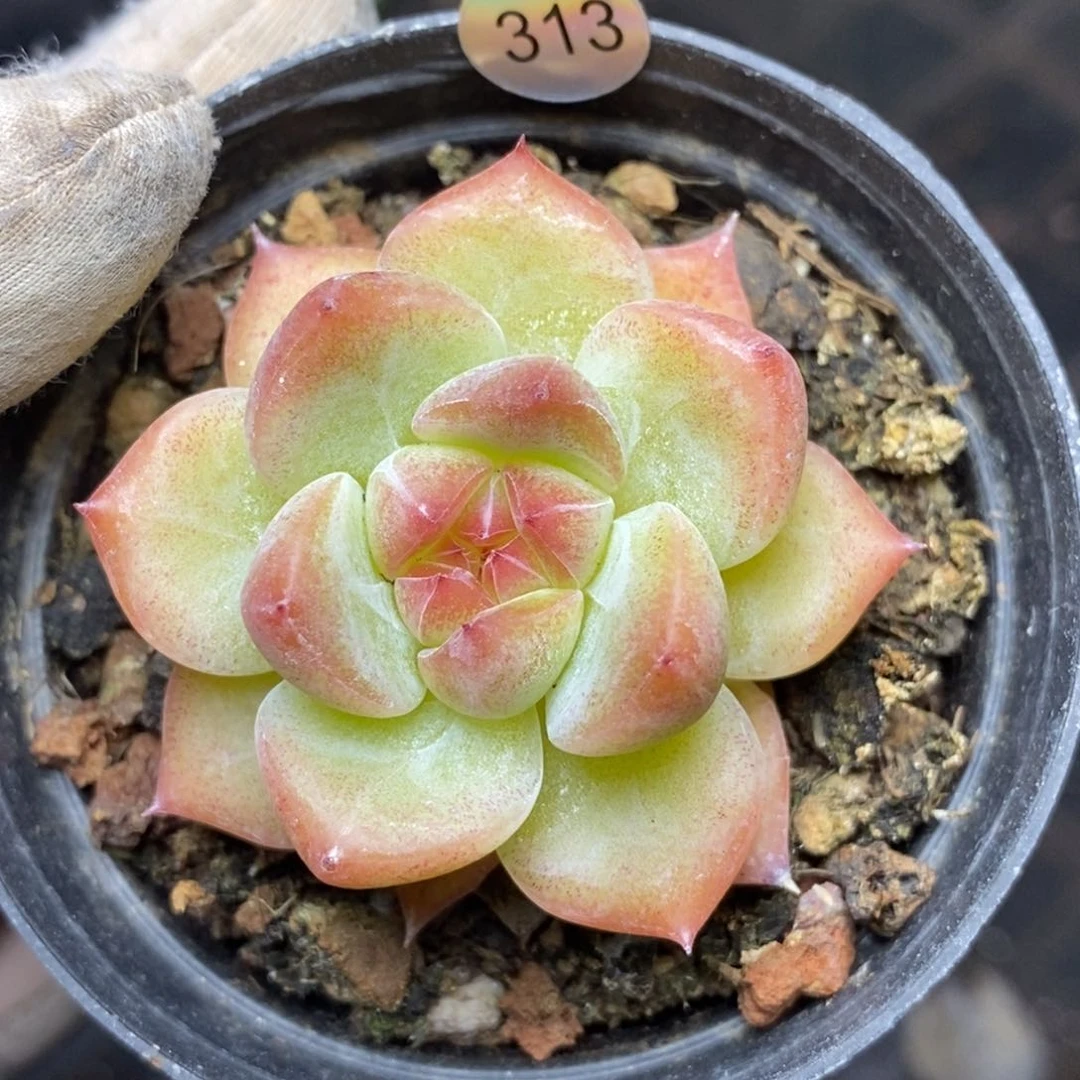9.9包邮一物一拍脱土发货313