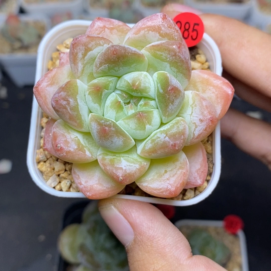 28包邮脱土发货当天凑单A285