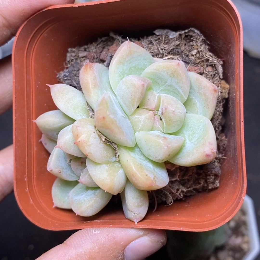 28包邮脱土发货当天凑单111