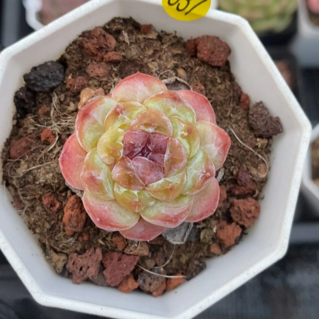 28包邮脱土发货MZ337