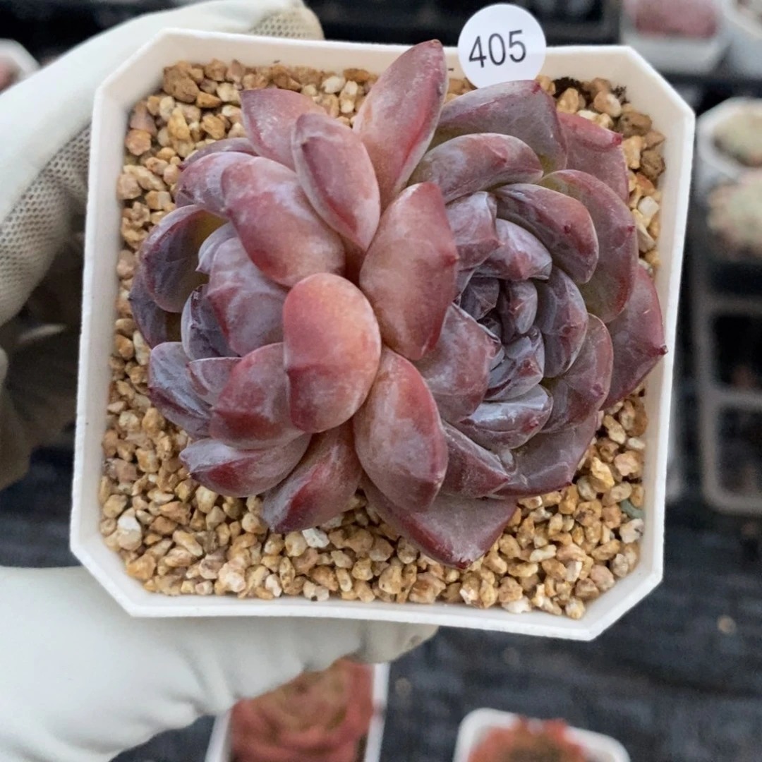 38元包邮带盆土联系客服XL405