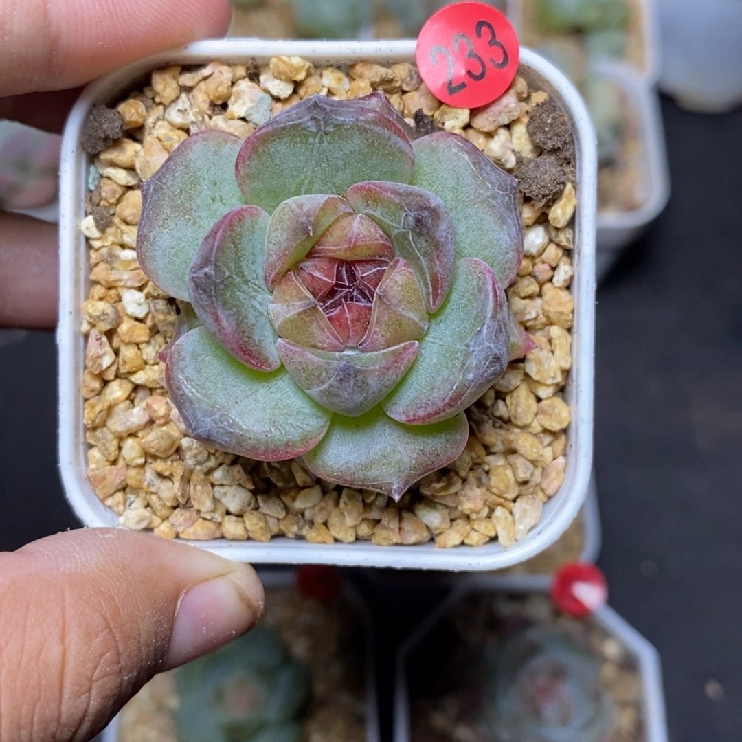 28包邮脱土发货当天凑单233
