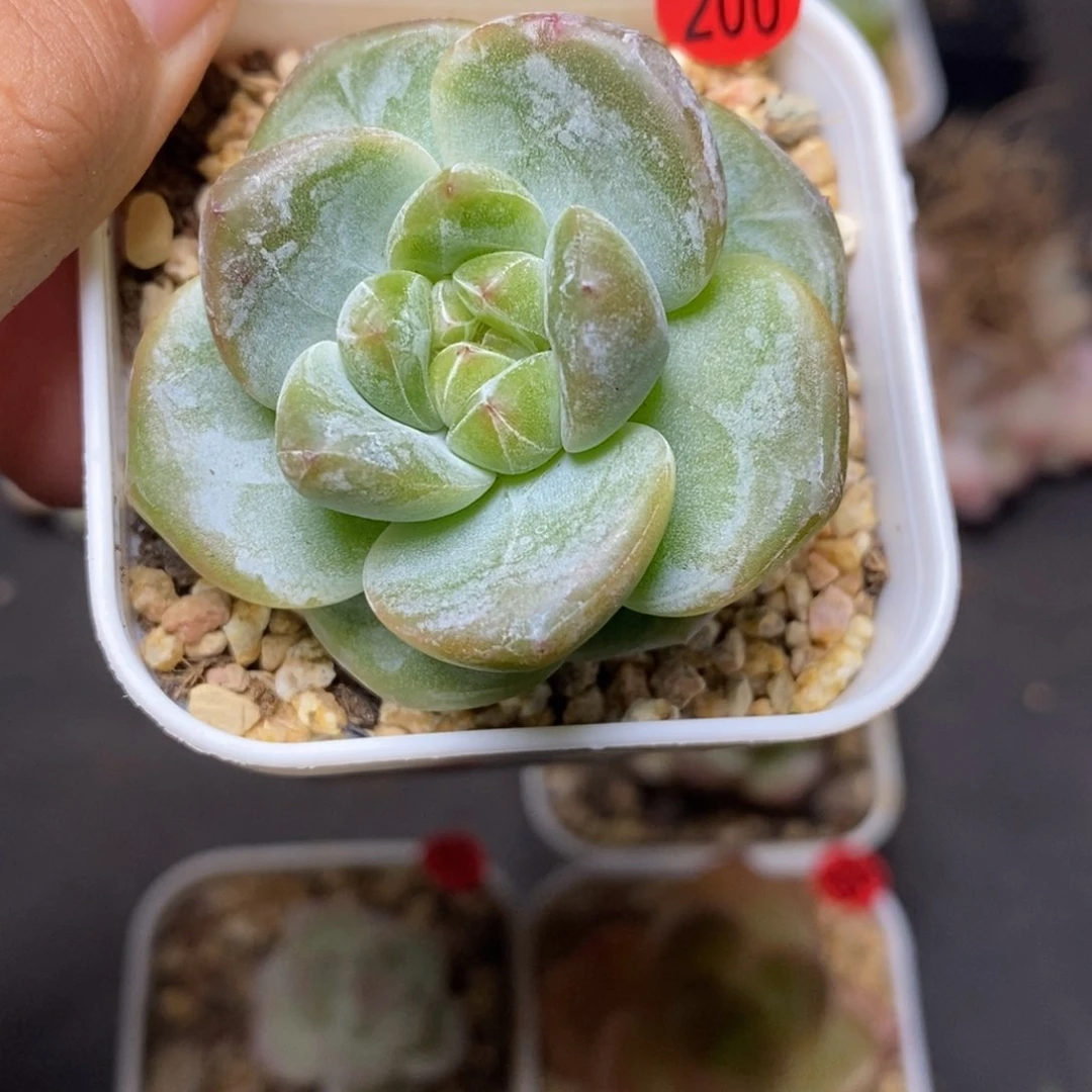 28包邮脱土发货当天凑单200